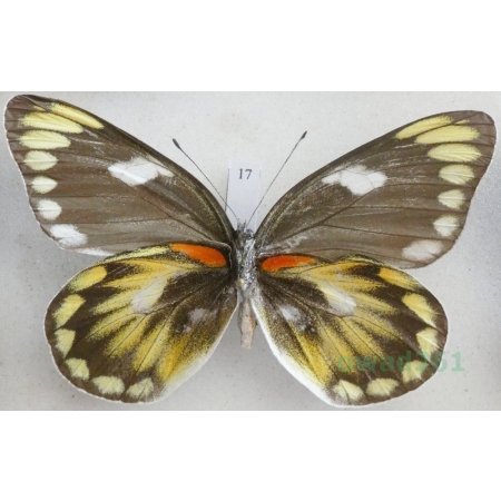 Delias zebuda Hewitson, 1862 female reverse Indonesia, Sulawesi17